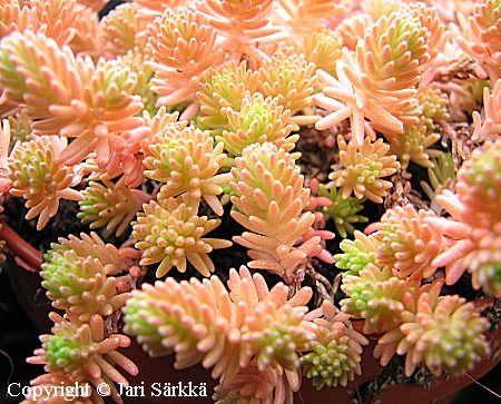 Sedum sexangulare 'Smland', srmmaksaruoho